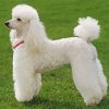 Poodle Dog Paint by numbers