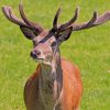 Red Deer Stag During Daytime