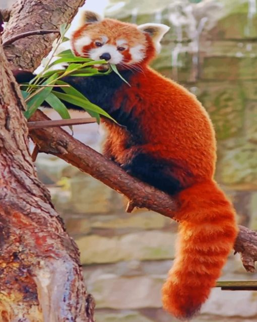 red-panda-on-tree-paint-by-numbers
