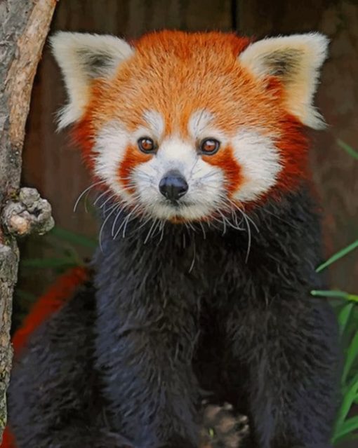 red-panda-paint-by-numbers-2