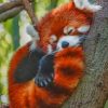 red-panda-sleeping-paint-by-numbers