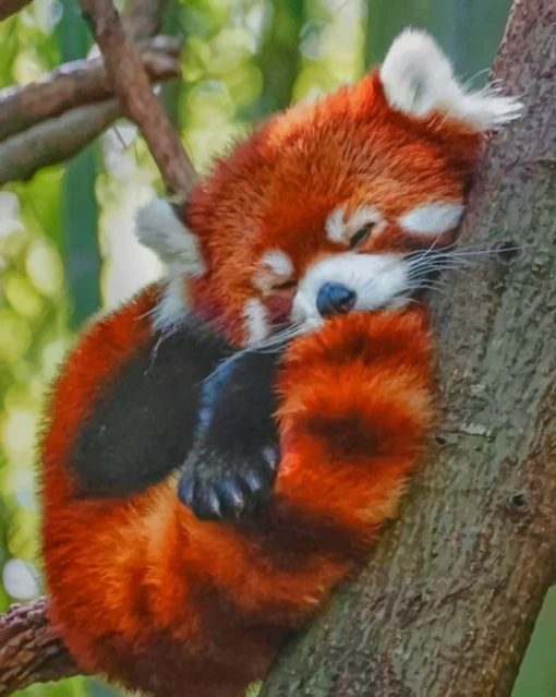 red-panda-sleeping-paint-by-numbers