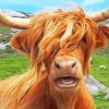 scottish-highland-cow-paint-by-numbers-510x407-1