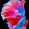 Tropical Betta Fish paint by numbers