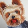 Yorkshire Terrier Dog Paint by numbers