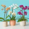 Aesthetic Orchids Vases paint by number