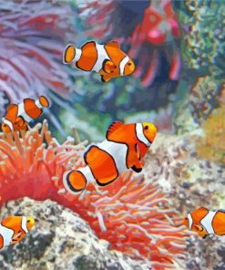 Aesthetic Clownfish Undersea paint by number