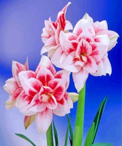 Amaryllis Flowering Plant paint by numbers