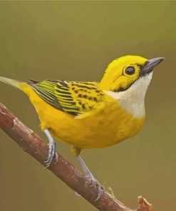 Bird Silver Throated Tanager paint by number