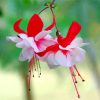 Blooming Fuchsia Flowering Plant paint by number