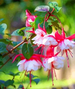 Blooming fuchsia flowers paint by numbers