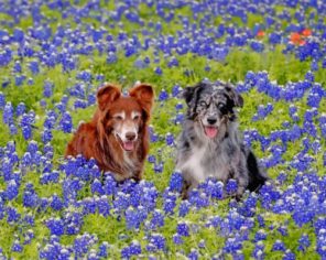 Bluebonnets And Dogs paint by numbers
