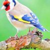 European Goldfinch paint by numbers