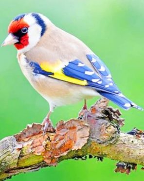 European Goldfinch paint by numbers