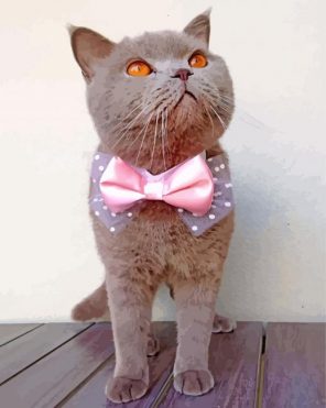 Cat Pink Bow Tie paint by numbers