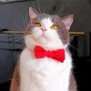 Cat With Bow Tie paint by number