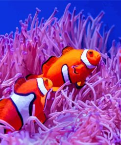 Clownfish On Coral Reef paint by number