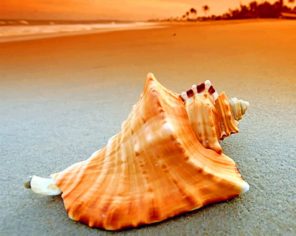 Conch Seashell paint by numbers