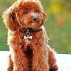 Cute Cockapoo paint by numbers