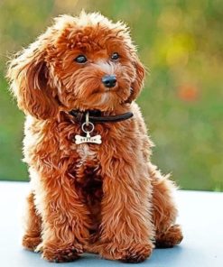 Cute Cockapoo paint by numbers