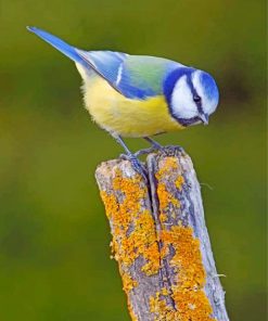 Eurasian Blue Tit Bird paint by numbers