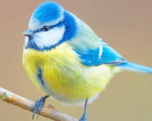 Eurasian Blue Tit Bird paint by numbers