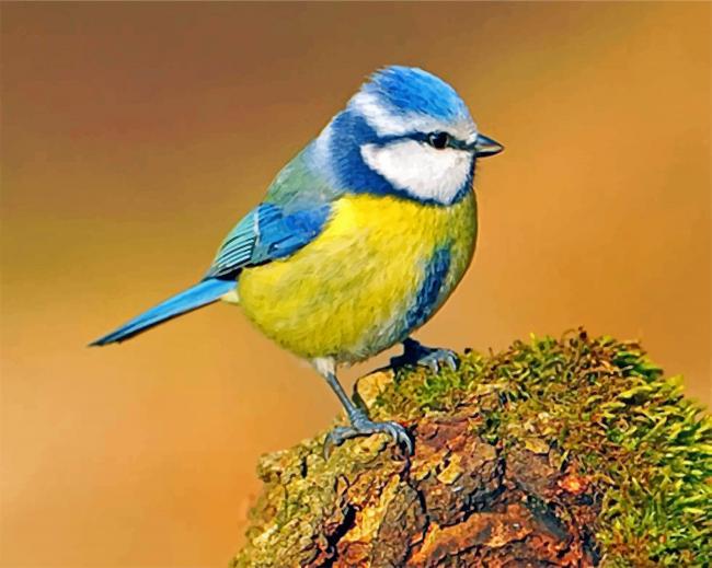 Eurasian Blue Tit paint by numbers