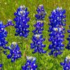 Lupine Bluebonnet paint by numbers