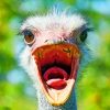 Grey-Ostrich-Bird-paint-by-number