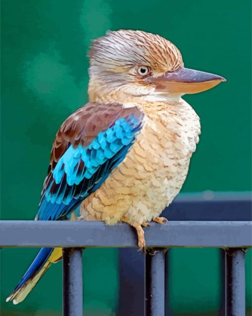 Kookaburra Bird paint by number