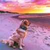 Labrador Dog Watching Sunset paint by numbers