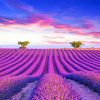 Lavender Field Paint by numbers