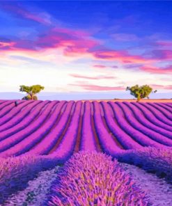Lavender Field Paint by numbers
