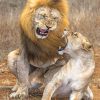 Lion-Aggression