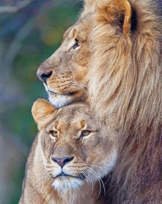 Lion-Couple