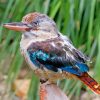 Little Blue Winged Kookaburra paint by number