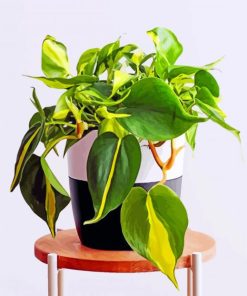 Philodendron-paint-by-number