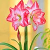 Pink Blooming Amaryllis paint by number