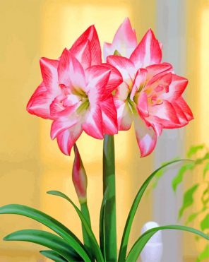 Pink Blooming Amaryllis paint by number