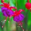 Pink Purple Fuchsia Plants paint by number