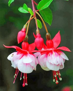 Pink White fuchsia flowers paint by number