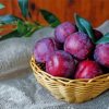 Plums Fruit In Basket paint by number
