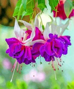 Purple Fuchsia Flowers paint by number