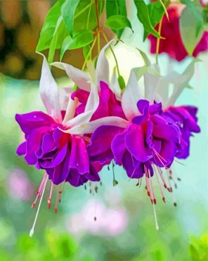 Purple Fuchsia Flowers paint by number