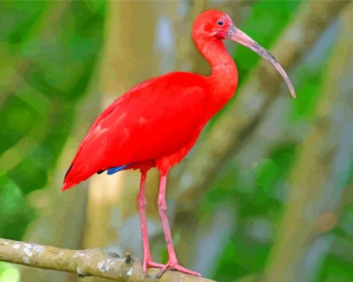 Red Scarlet ibis Bird paint by number