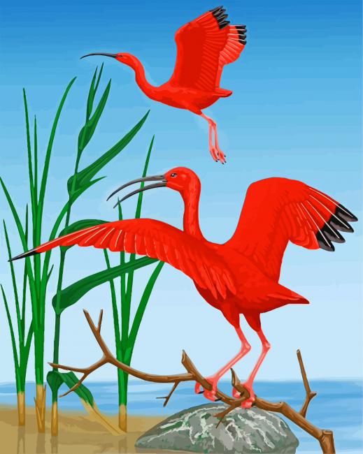 Red Scarlet ibis Birds paint by numbers