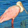 Roseate spoonbill Bird paint by number