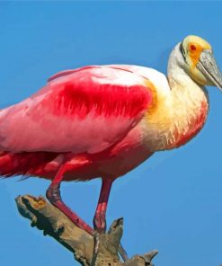 Roseate spoonbill paint by number