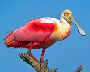 Roseate spoonbill paint by number