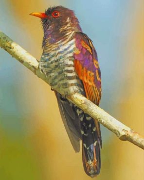 Cuckoo Bird paint by numbers